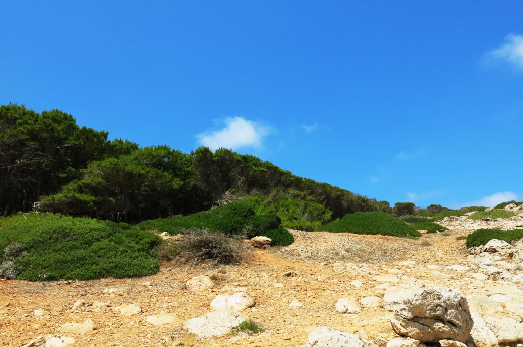 Pineta Cala Minnola
